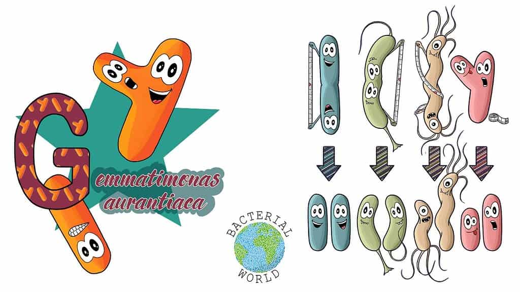 hand-crafted illustrations from the colouring book showing Gemmatimonas aurantiaca and bacterial cell division.